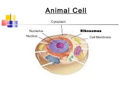 Check spelling or type a new query. Plant Animal Cells