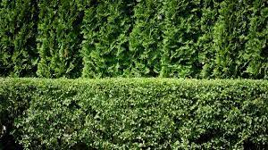 The lustrous dark green leaves on common boxwood shrubs. How To Plant A Privacy Hedge Arborday Org
