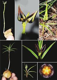 Image result for Brachystelma