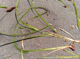 Image result for Cymodoceaceae