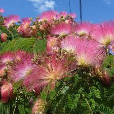 The patent (us pp13,822, may 22, 2003) for this selection, 'summer chocolate', has been assigned to hines nursery, irvine, ca. Albizia Julibrissin Summer Chocolate Silk Tree Summer Chocolate In Gardentags Plant Encyclopedia