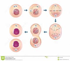 Cells are covered by a cell membrane and come in many different shapes. Cytokinesis In Animal Cells Quizlet