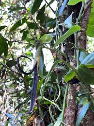 Image result for Vanilla seretii