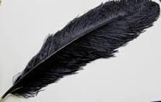 Burung enggang gading burung enggang (bahasa inggris: Gambarkan Contoh Bulu Burung Enggang Brainly Co Id