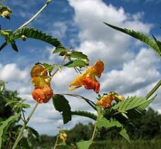 Image result for Impatiens  capensis