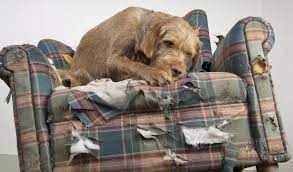 Your dog may become a chewer if he is bored if the reason your puppy is a chewer is because they are teething, consider a frozen toy. Dog Chewing Furniture Cheaper Than Retail Price Buy Clothing Accessories And Lifestyle Products For Women Men