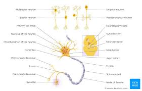 The nervous system or the neural system is a complex network of neurons specialized to carry messages. Peripheral Nervous System Anatomy Divisions Functions Kenhub