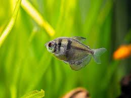 Experts also suggest that pregnant neon tetras have tiny black spots on her body till she lays eggs. Black Skirt Tetra Feeding Behavior Pictures Breeding More It S A Fish Thing