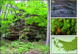 Image result for Vittaria