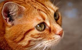 Download orange chat, the best chat and flirt app ! Chat Roux Mille Et Une Anecdotes
