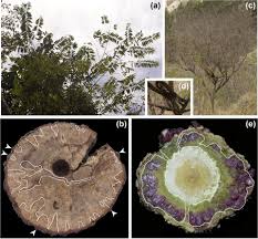 Image result for Apodanthaceae