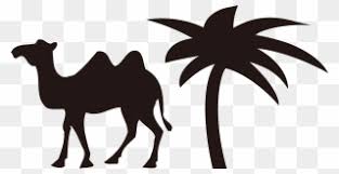 A brown shaggy, two humped bactrian camel (camelus bactrianus) with opened grey lips, velvet nose, reddish neck and underbelly, and black legs walking a. Camels Clipart Easy Cartoon Camel Two Humps Png Download Full Size Clipart 3656897 Pinclipart