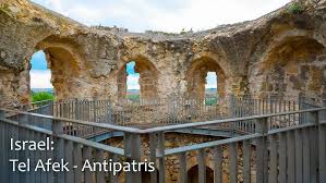 Image result for Anticharis