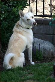 Big Black Brown White Dog Pin By From The Grapevine On The Wildlife Of Israel Canaan Dog Dog Breeds Aggressive Dog