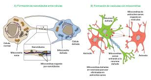 Mitocondrias: más allá de la producción de energía celular