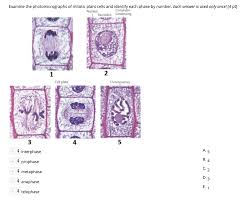 Maybe you would like to learn more about one of these? Examine The Photomicrographs Of Mitotic Plant Cells Chegg Com