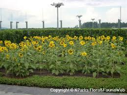 Bunga matahari atau biasa disebut sunflower tidak hanya memiliki bentuk mirip dengan matahari, tetapi pertumbuhannya juga sangat bergantung pada intensitas sinar matahari. Helianthus Annuus L