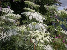 Bishop S Flower Ammi Majus Jeremy Bartlett S Let It Grow Blog