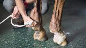 Hobbling a horse above the fetlock is a very common reason for tendon injury. Tendon Injuries In Horses Causes Signs Treatment And Prognosis