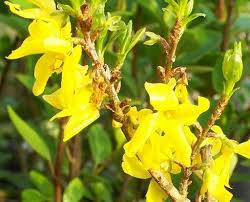 The most popular cultivar for hedges is 'flame', which grows in usda plant hardiness zones 3 to 8. How To Plant Grow And Care For Shrubs Jackson S Nurseries