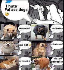 Doge (often /ˈdoʊdʒ/ dohj, /ˈdoʊɡ/ dohg) is an internet meme that became popular in 2013. Reactions On Twitter I Hate Fat Ass Dogs Woman Tweeting In Bed Fat Dogs Respond Even Me Am I Fat Ur Tweet What D I Do You Hate Me Did I Do Something