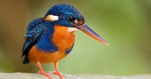 Black Bird With White Tail Philippines Endemic Birds Of The Philippines Bird Beautiful Birds Birds