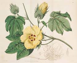 Image result for Gossypium barbadense