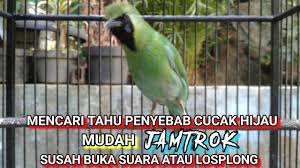 We did not find results for: Gotri Cucak Hijau Non Settingan Saat Lomba By Om Bro Lovers