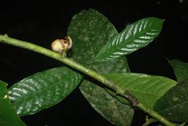 Image result for Uvariodendron