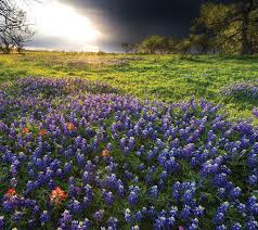 The legend of the bluebonnet. Texas Bluebonnets Beckon Living Magazine
