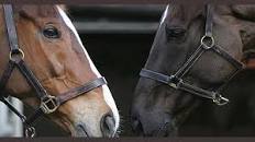 Image result for dan skelton twitter