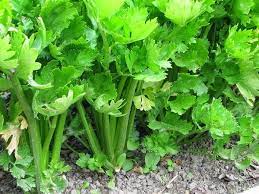 Maybe you would like to learn more about one of these? Manfaat Hebat Daun Seledri Untuk Kesehatan Dan Pengobatan Gemar Ternak Dan Kicau Burung