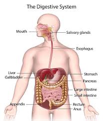 Your Digestive System Is Responsible For Breaking Down Nutrients From Food For Your Body To Absorb Human Digestive System Digestive System Digestive Disease