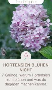 Warum Hortensien Nicht Bluhen Hortensien Garten Pflanzen Hortensien