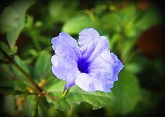 Lalu doa/hajat setelah itu bulu perindu atau bunga serai kta makan stlah habis ditutup dgn doa sapu jagat. Pokok Bunga Seri Pagi Wikiwand
