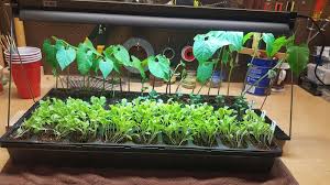 Ferry morse t5 grow light. Ferry Morse Indoor Grow Light With T5 Bulb Walmart Com Walmart Com
