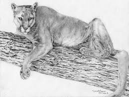 Maybe you would like to learn more about one of these? Realistic Mountain Lion Coloring Pages Novocom Top