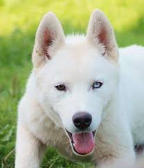 Official standard of the siberian husky general appearance: White Siberian Husky Community Home Facebook