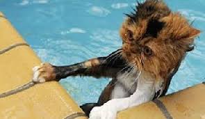 Here are some of the best ones ever shared. Funny Kitten Pictures Funny Jokes