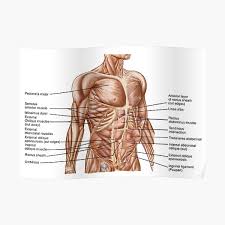 Muscles labeled front and back. External Oblique Muscles Posters Redbubble