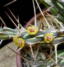 Image result for Euphorbia kilwana