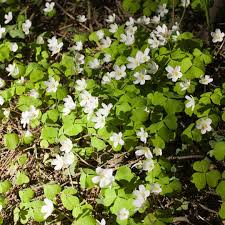 Image result for Oxalis obliquifolia