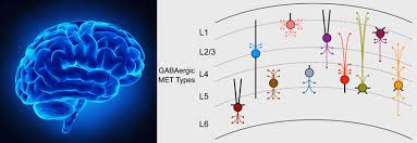 Tvb distinguishes two types of brain connectivity The Neurocritic Thoughts Of Blue Brains And Gaba Interneurons