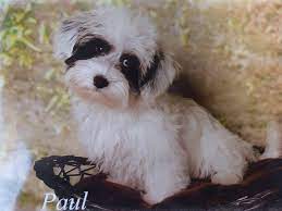 bolonka zwetna paul bolonka zwetna bolonka schosshund