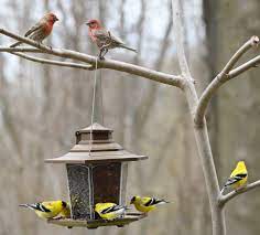 Discover home décor products on amazon.com at a great price. Build A Backyard Bird Paradise The Find By Zulily
