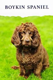 2021.07.15 nikkei style u22 『校長ブログ』に学校長の特集記事が掲載されました; Boykin Spaniel A Complete Guide To A New Breed Of Dog