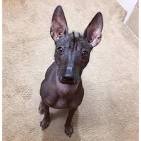 PuppyFind | Xoloitzcuintli Puppies for Sale
