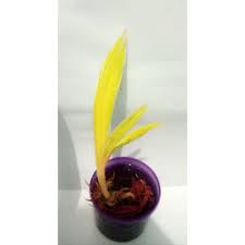 Sehingga jika berhasil membuatnya, harga bonsai kelapa ini mahal. Bahan Bonsai Kelapa Albino Gold Shopee Indonesia