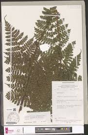 Image result for Triplophyllum fraternum