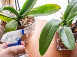 Adding a mild soap to your cleaning solution will help deter or eliminate existing pests. How To Clean Orchid Leaves From Dust Plant Index